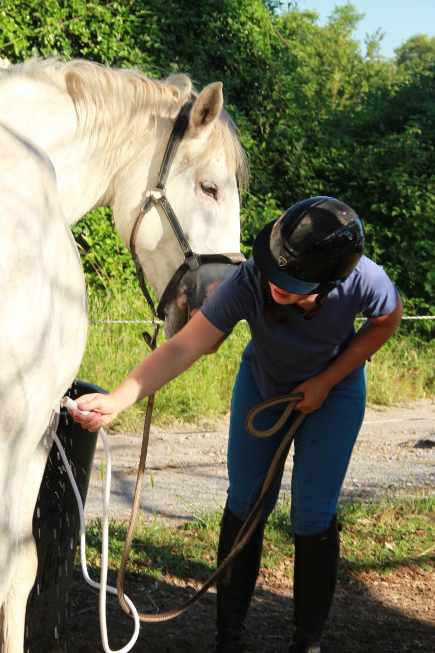 Hongre OC 7 ans, 165 cm &ndash; Polyvalent, ext&eacute;rieur, CSO, e