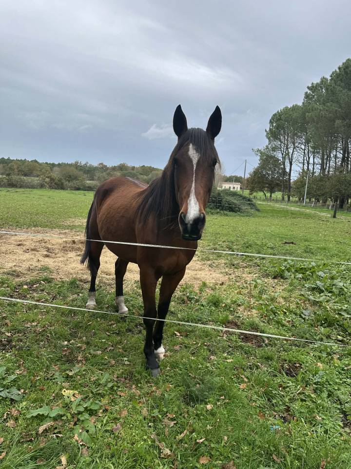 Hironde de Fauveau &ndash; Jument Trotteur Fran&ccedil;ais PP &ndash; 9 an