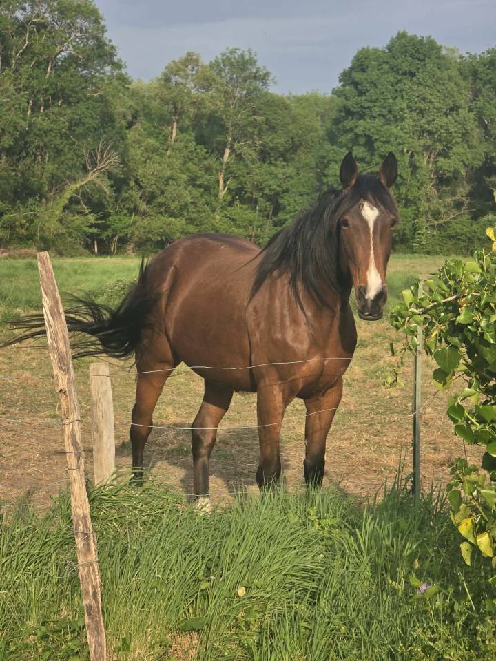 Hironde de Fauveau &ndash; Jument Trotteur Fran&ccedil;ais PP &ndash; 9 an