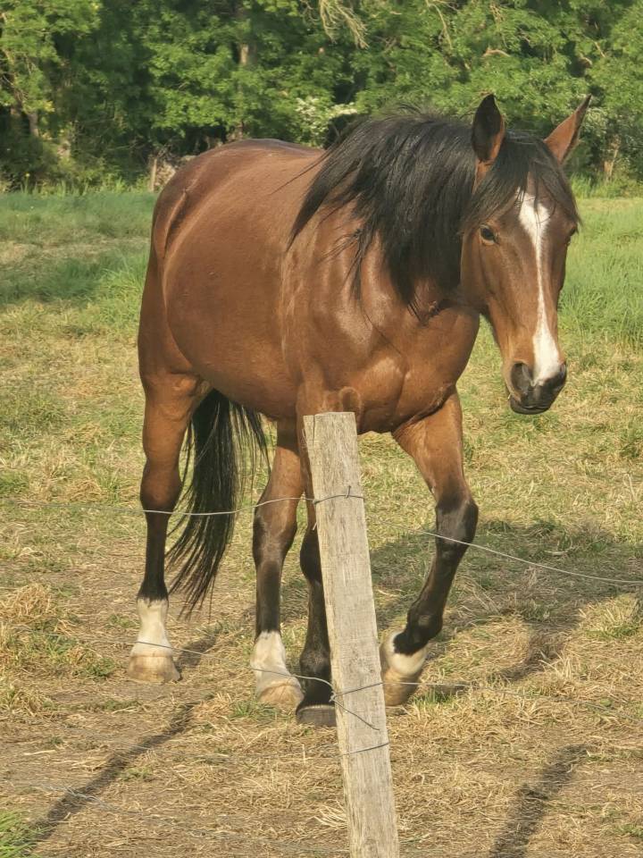 Hironde de Fauveau &ndash; Jument Trotteur Fran&ccedil;ais PP &ndash; 9 an