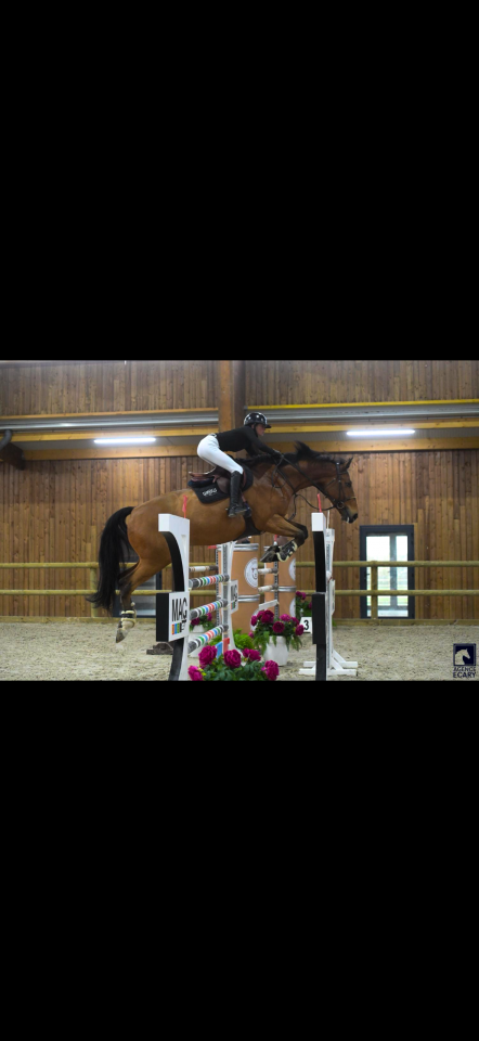 Super Hongre de 9 ans par Untouchable 27// Quidam de revel 