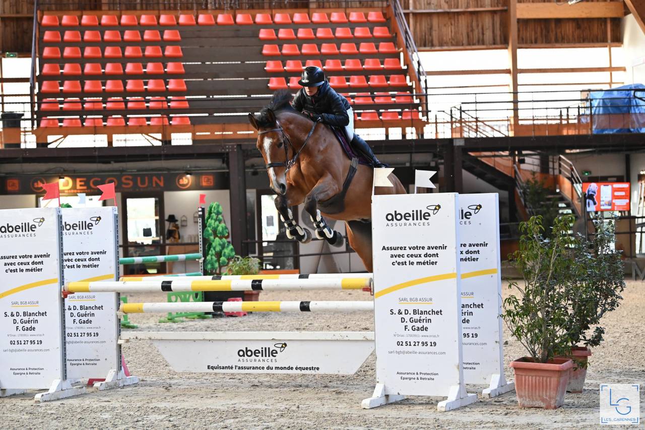 Super Hongre de 9 ans par Untouchable 27// Quidam de revel 