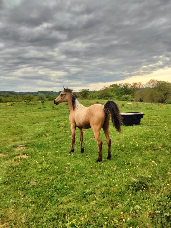 Poulain welsh part-bred 