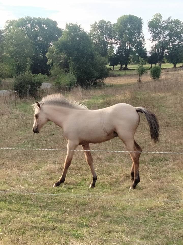 Poulain welsh part-bred 