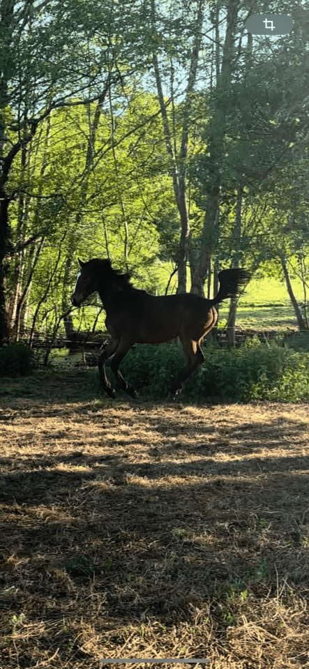 Male 2025 x Rahotep de toscane