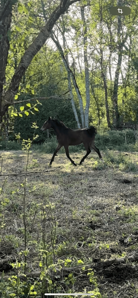 Male 2025 x Rahotep de toscane