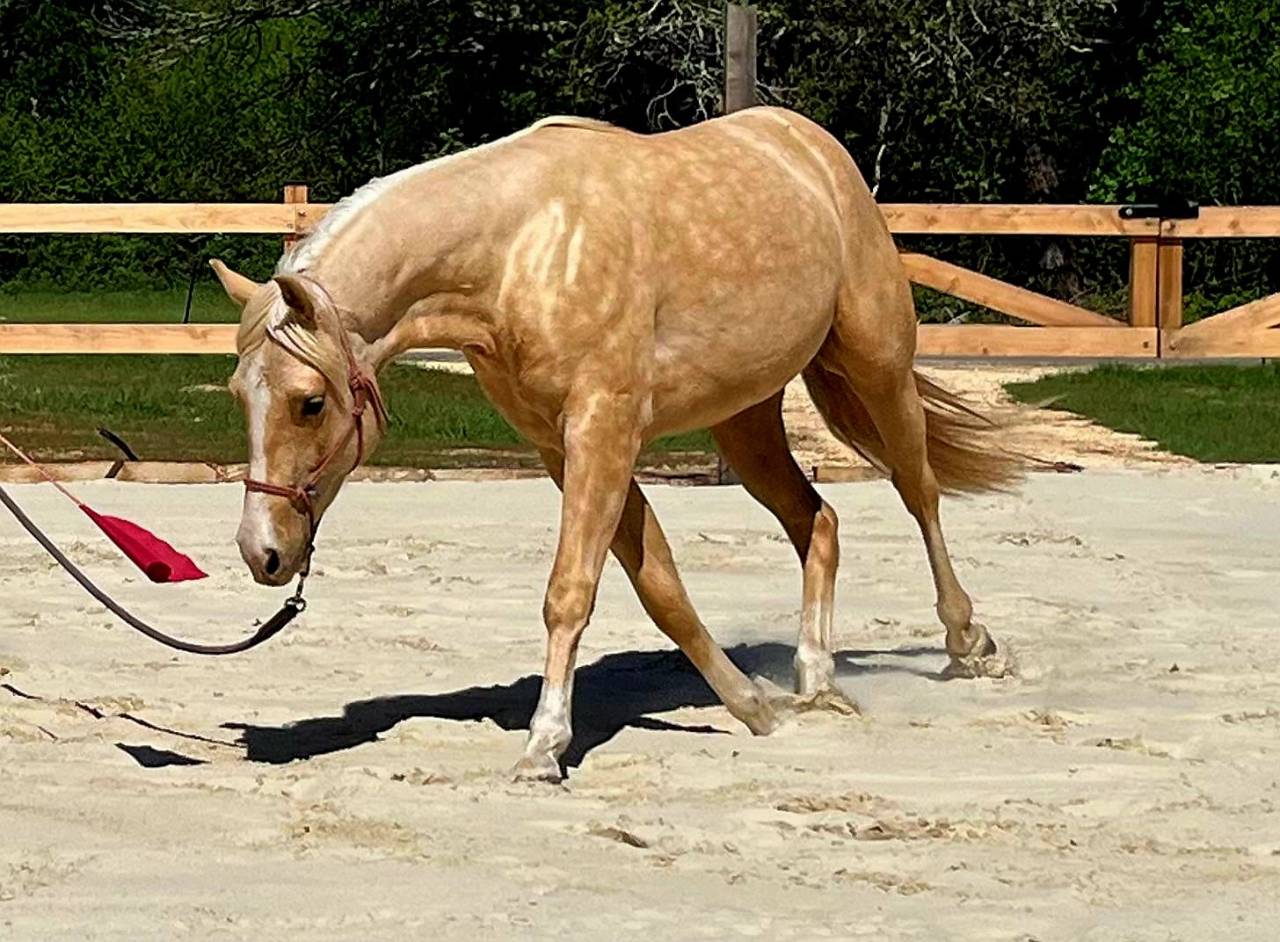 AQHA REINING / COWHORSE