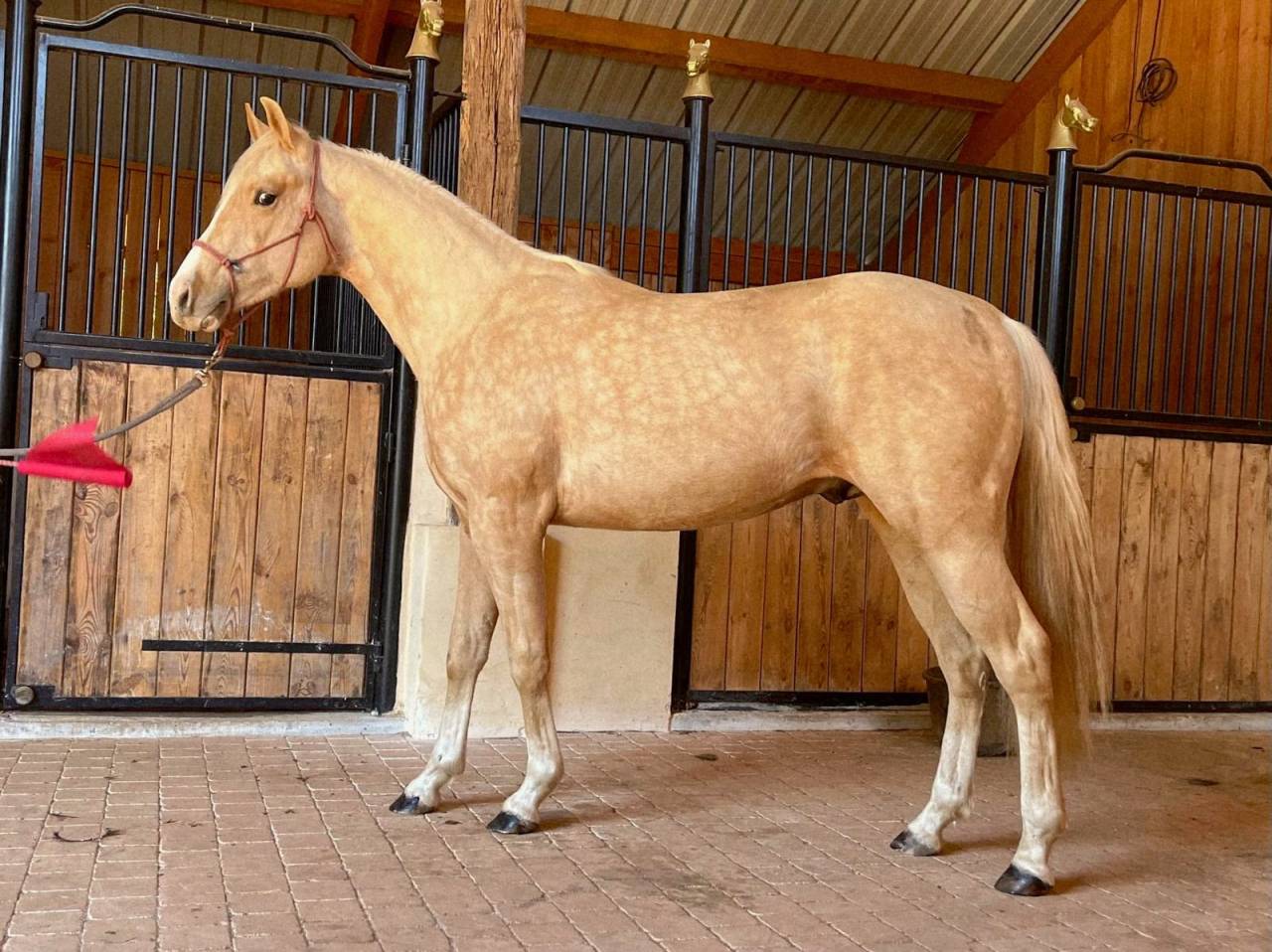 AQHA REINING / COWHORSE