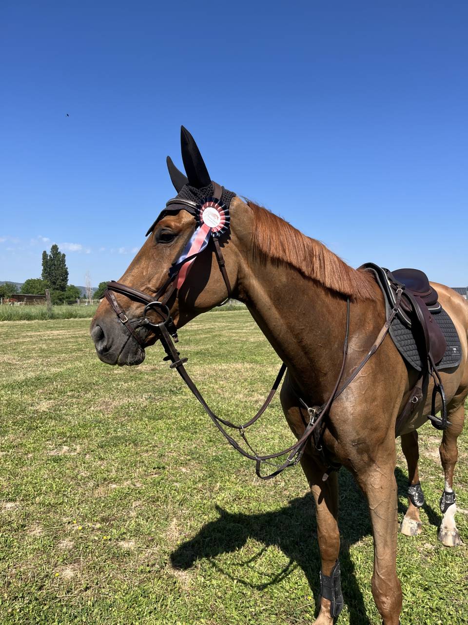 Hongre de 7 ans par Ogrion des champs