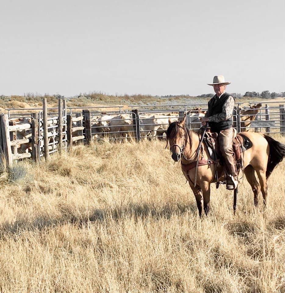 Jument lusitanienne /quarter horse