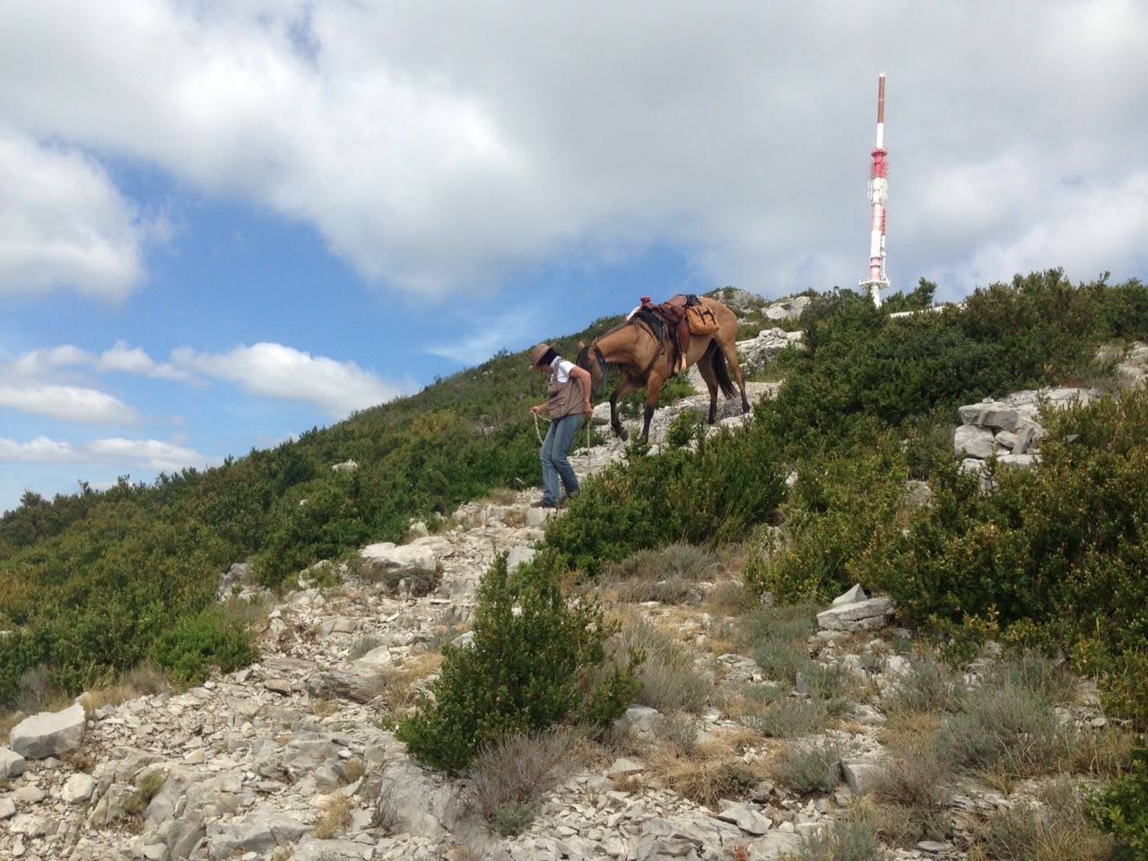 Jument lusitanienne /quarter horse