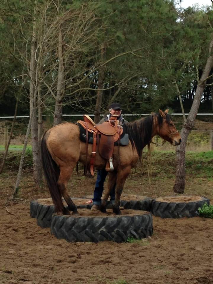 Jument lusitanienne /quarter horse