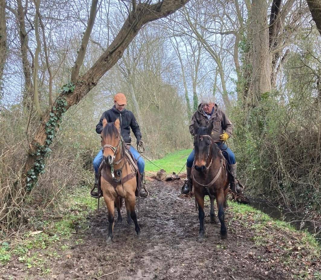 Jument lusitanienne /quarter horse