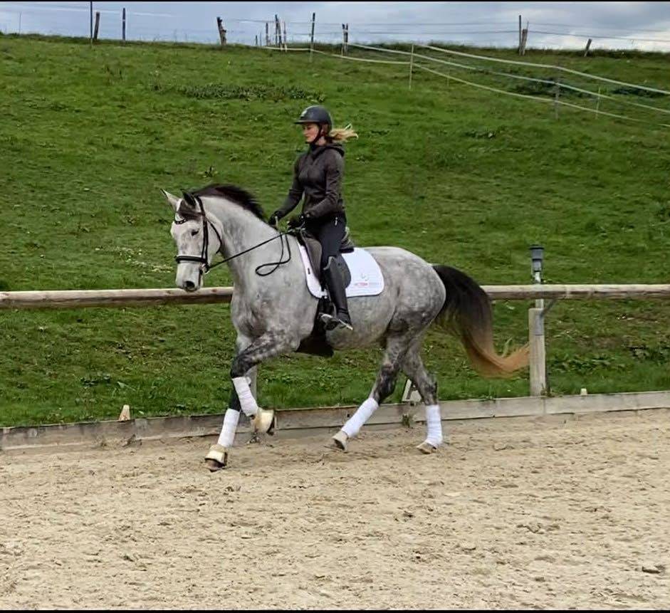 Jument - Hanovrienne - 5 ans - dressage - France