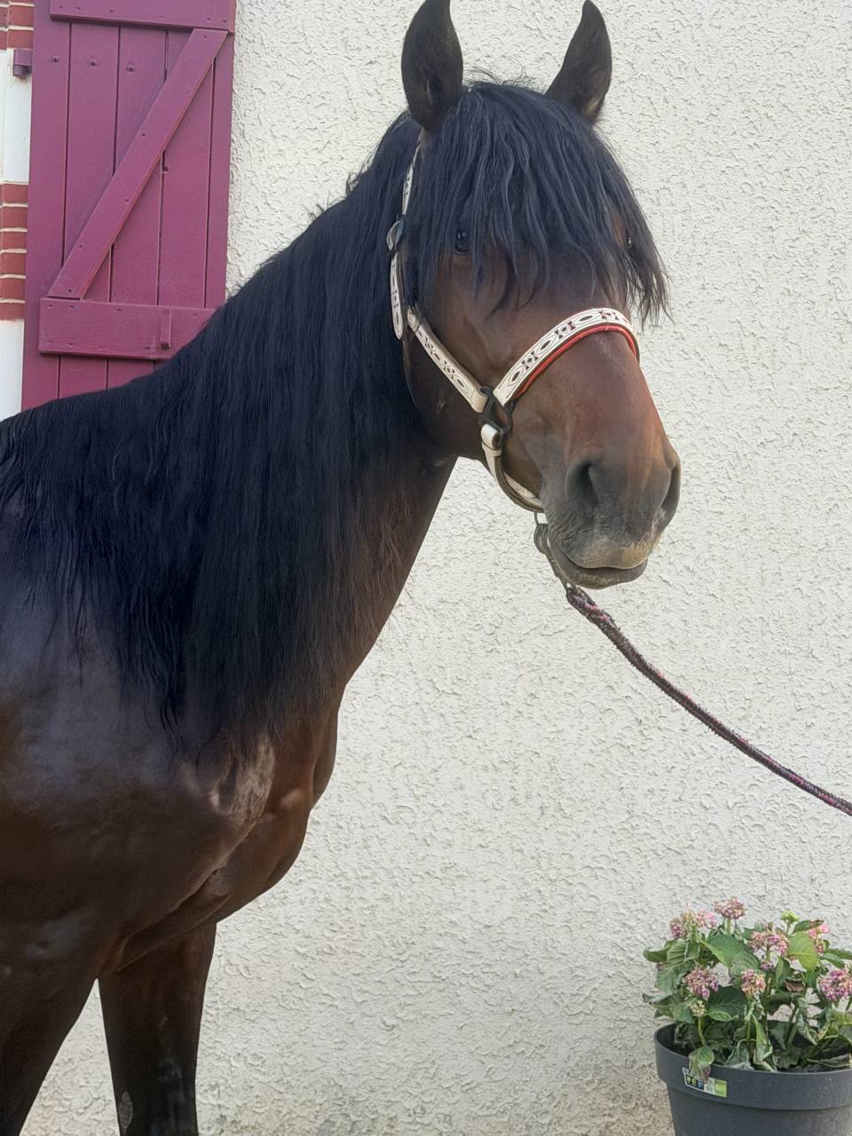 Cheval &agrave; vendre 