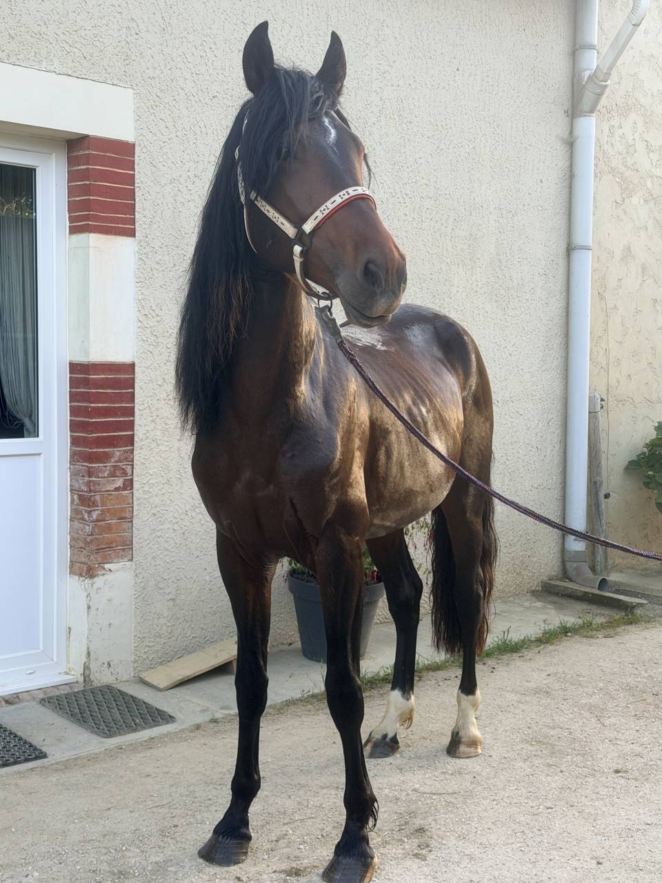 Cheval &agrave; vendre 