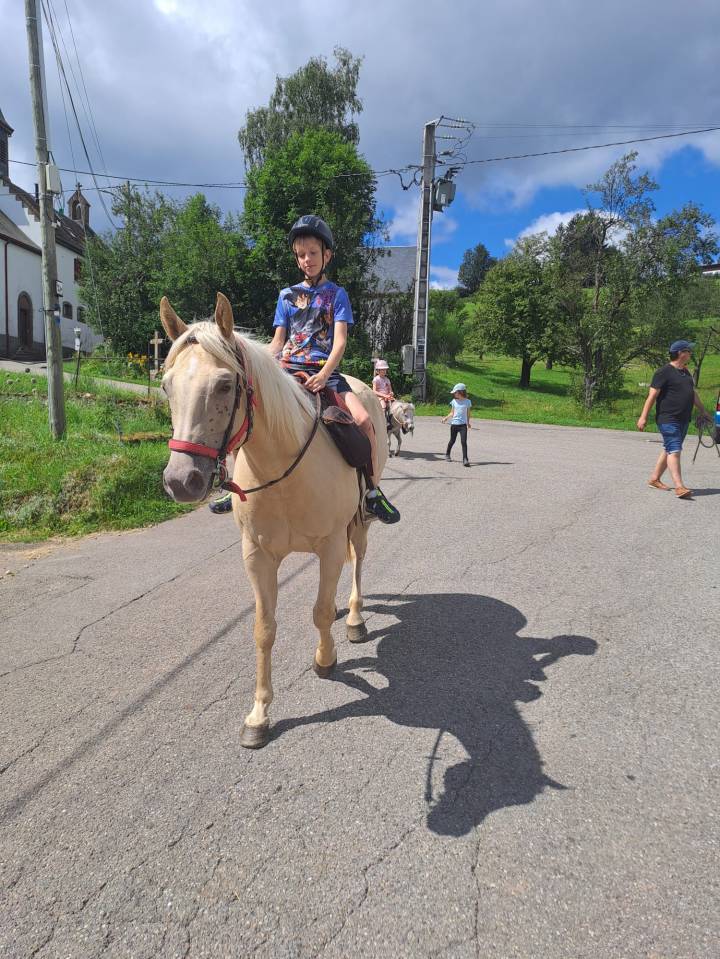 Hongre Quarter Horse Palomino