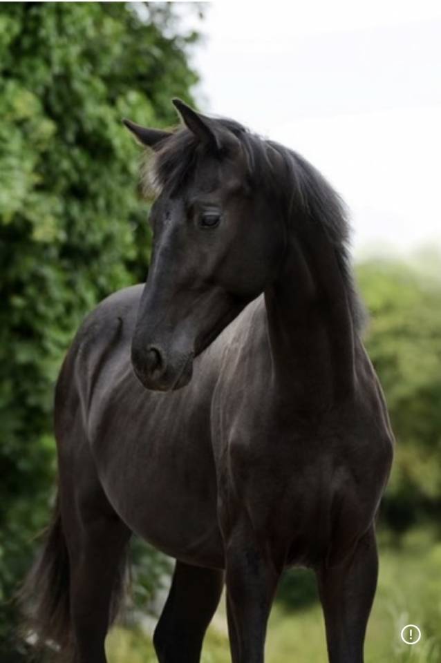 M&acirc;le KWPN dressage de 2 ans