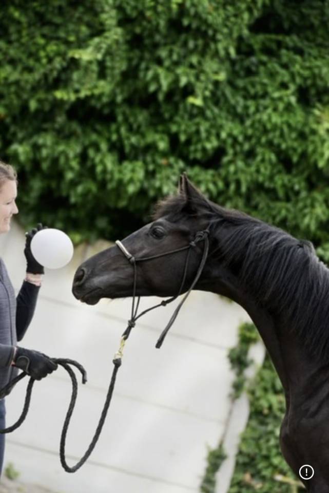M&acirc;le KWPN dressage de 2 ans