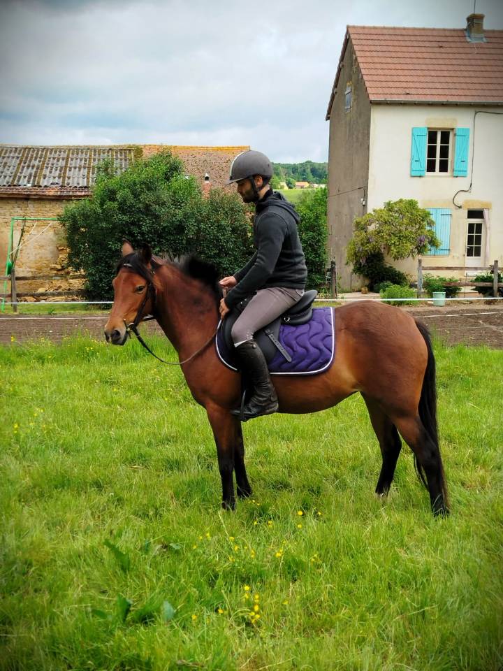 Ponette onc type welsh d&eacute;bourr&eacute;e et polyvalente