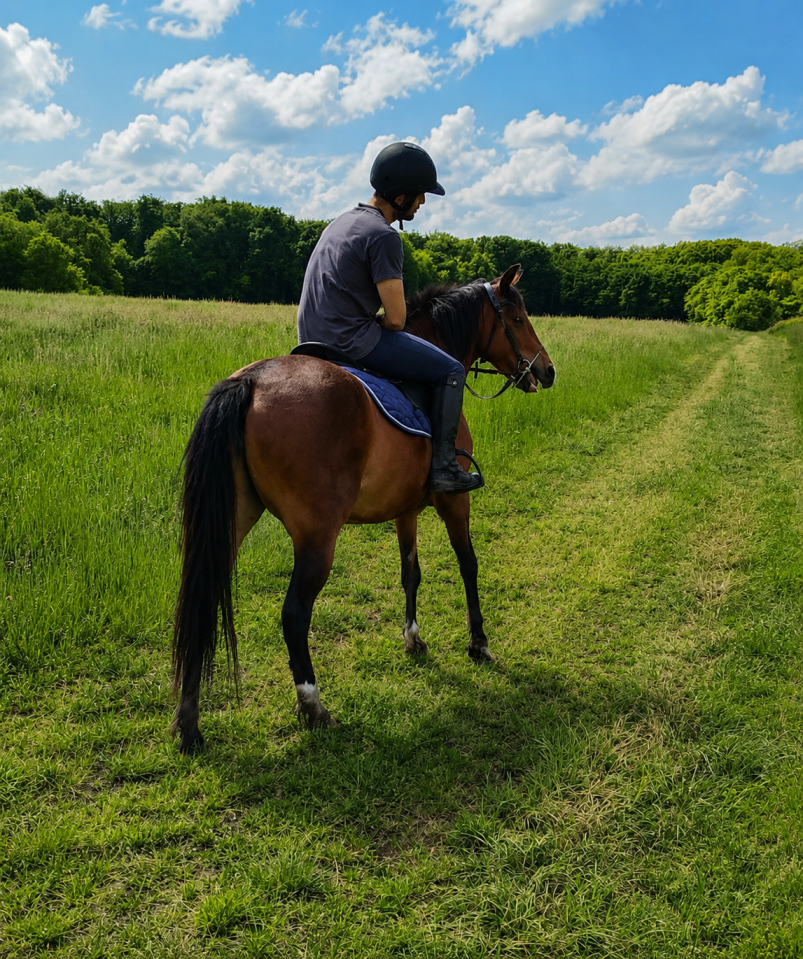 Ponette onc type welsh d&eacute;bourr&eacute;e et polyvalente