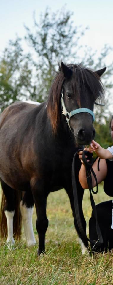 &Agrave; vendre &ndash; Ponette ONC de 4 ans