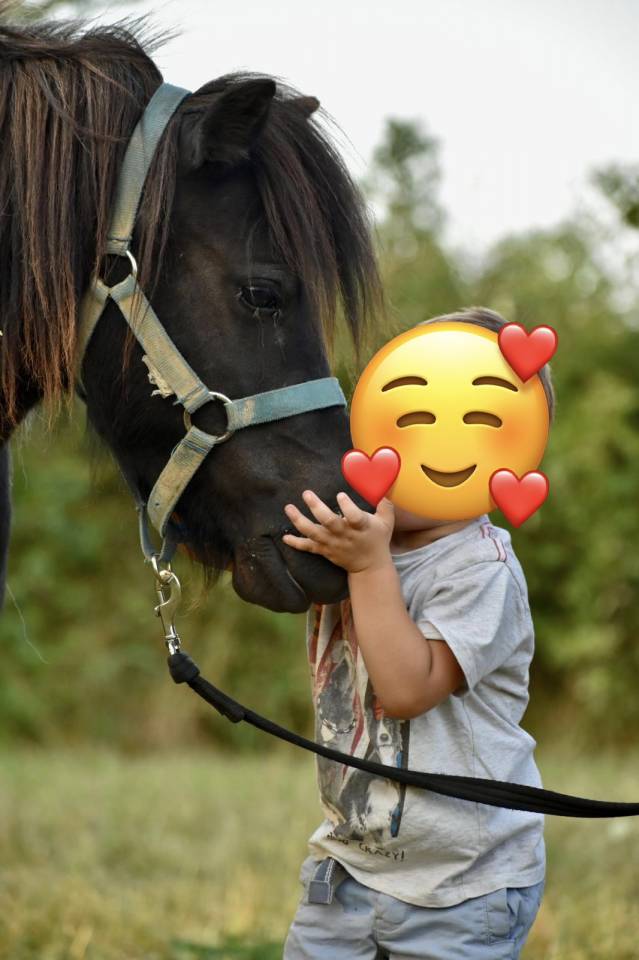 &Agrave; vendre &ndash; Ponette ONC de 4 ans