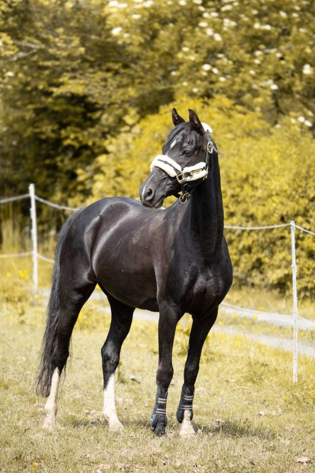 Ponette 