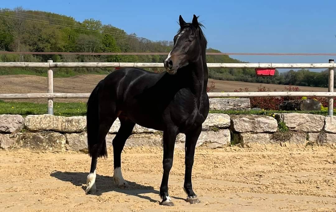 &Agrave; vendre hongre noir de 6 ans  