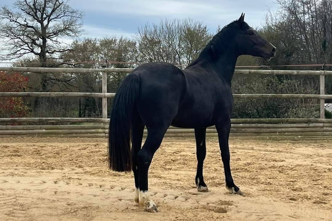 &Agrave; vendre hongre noir de 6 ans  