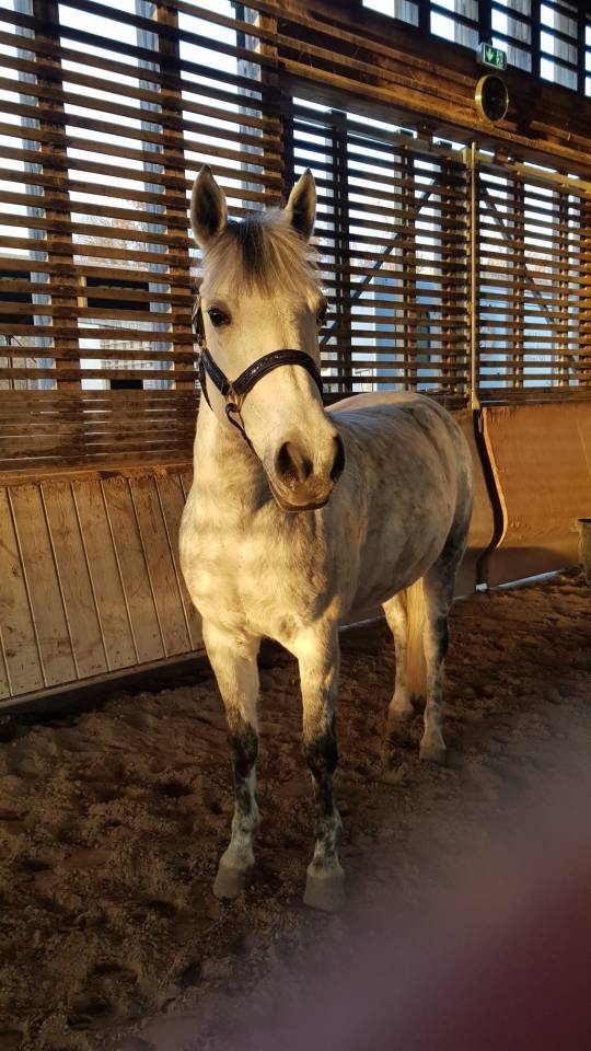 A vendre ponette ou &eacute;change possible