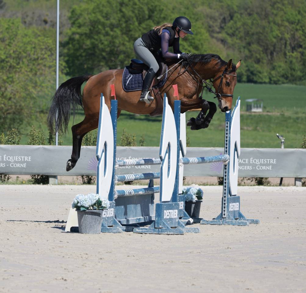 Hongre 5ans CSO amateur &eacute;lite 