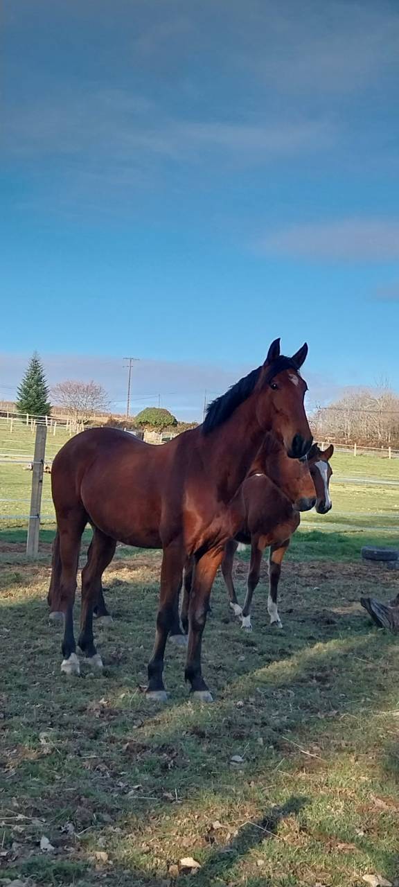 Trotteur 4 ans