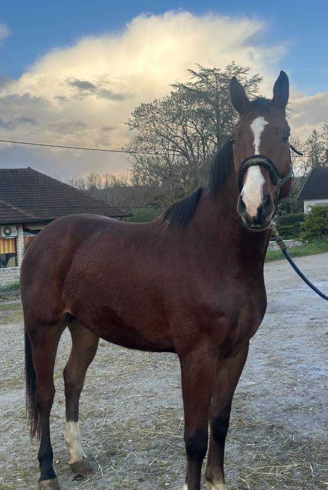 &Agrave; vendre tr&egrave;s bel hongre SF 5 ans 