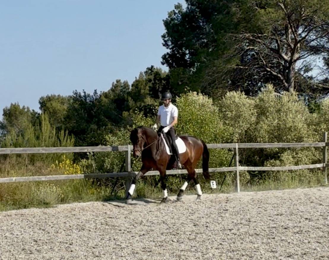 Jument 2023 dressage 