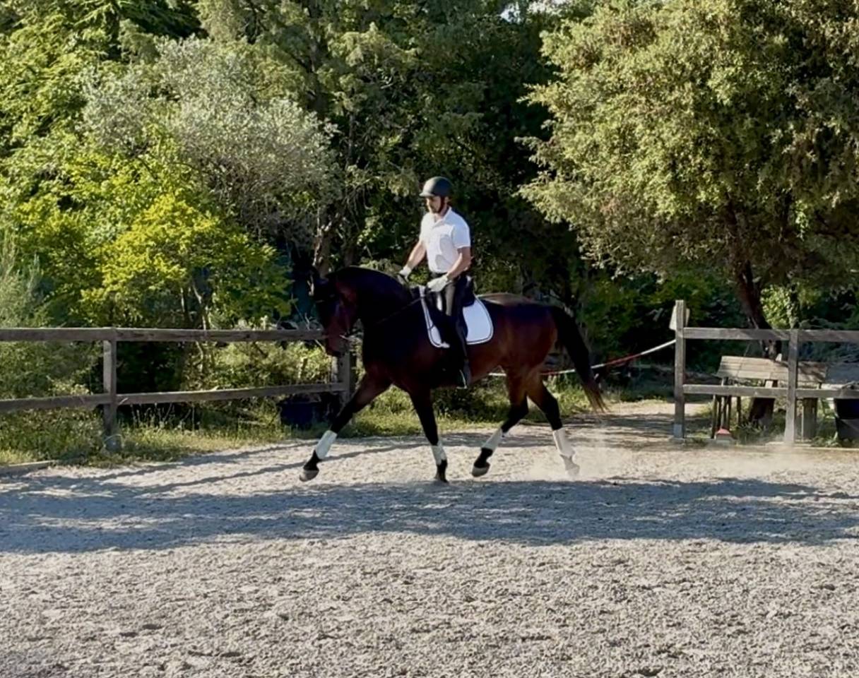 Jument 2023 dressage 