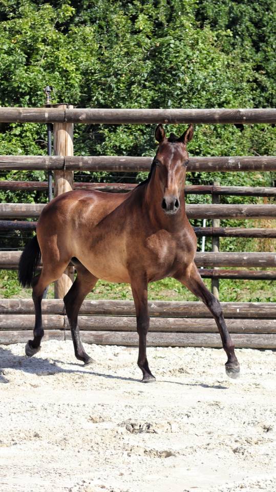 Pouliche pur sang lusitanien 5 ans 