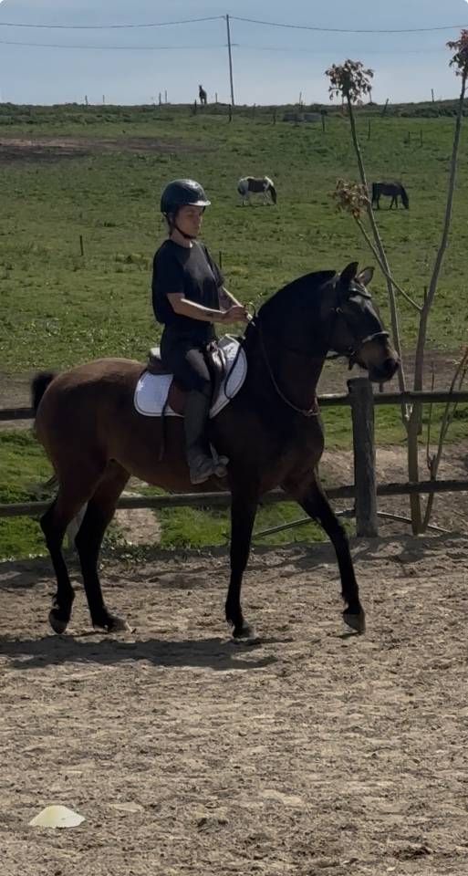 Pouliche pur sang lusitanien 5 ans 