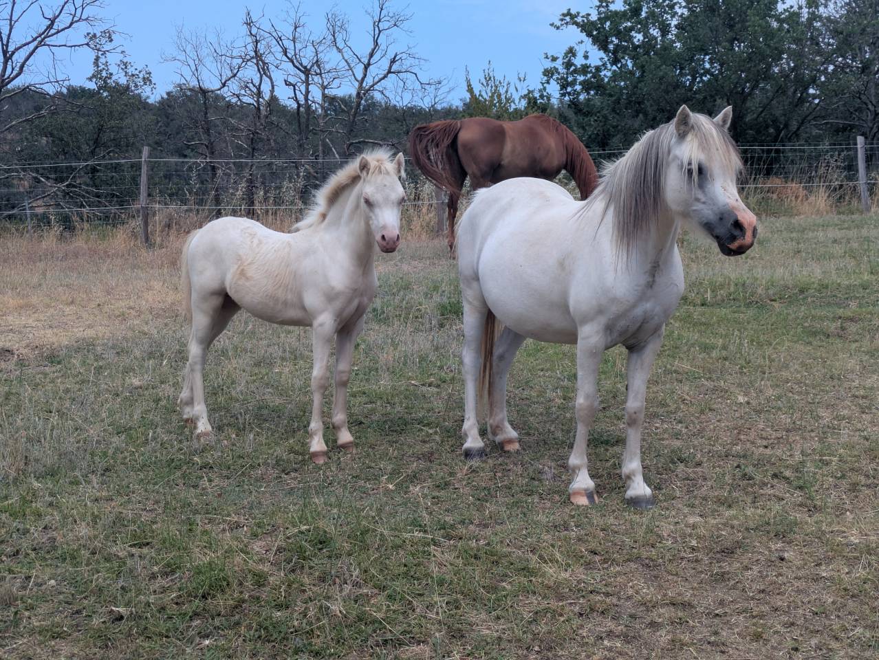 M&acirc;le, femelle et poulini&egrave;re welsh mountain pony