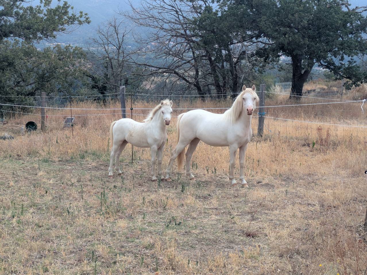 M&acirc;le, femelle et poulini&egrave;re welsh mountain pony