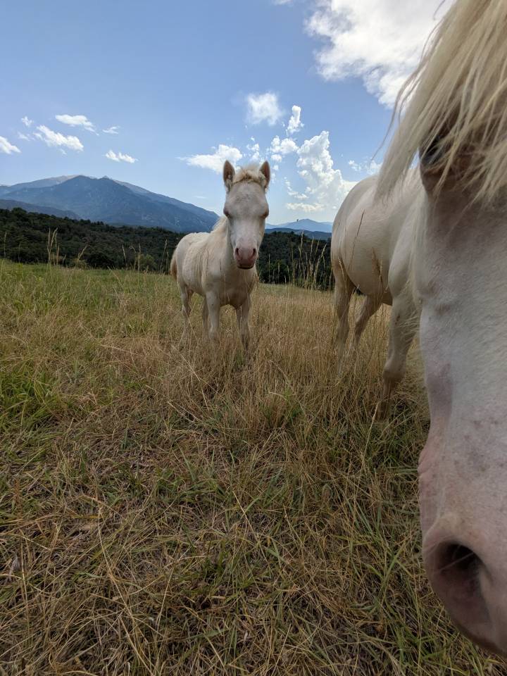 M&acirc;le, femelle et poulini&egrave;re welsh mountain pony