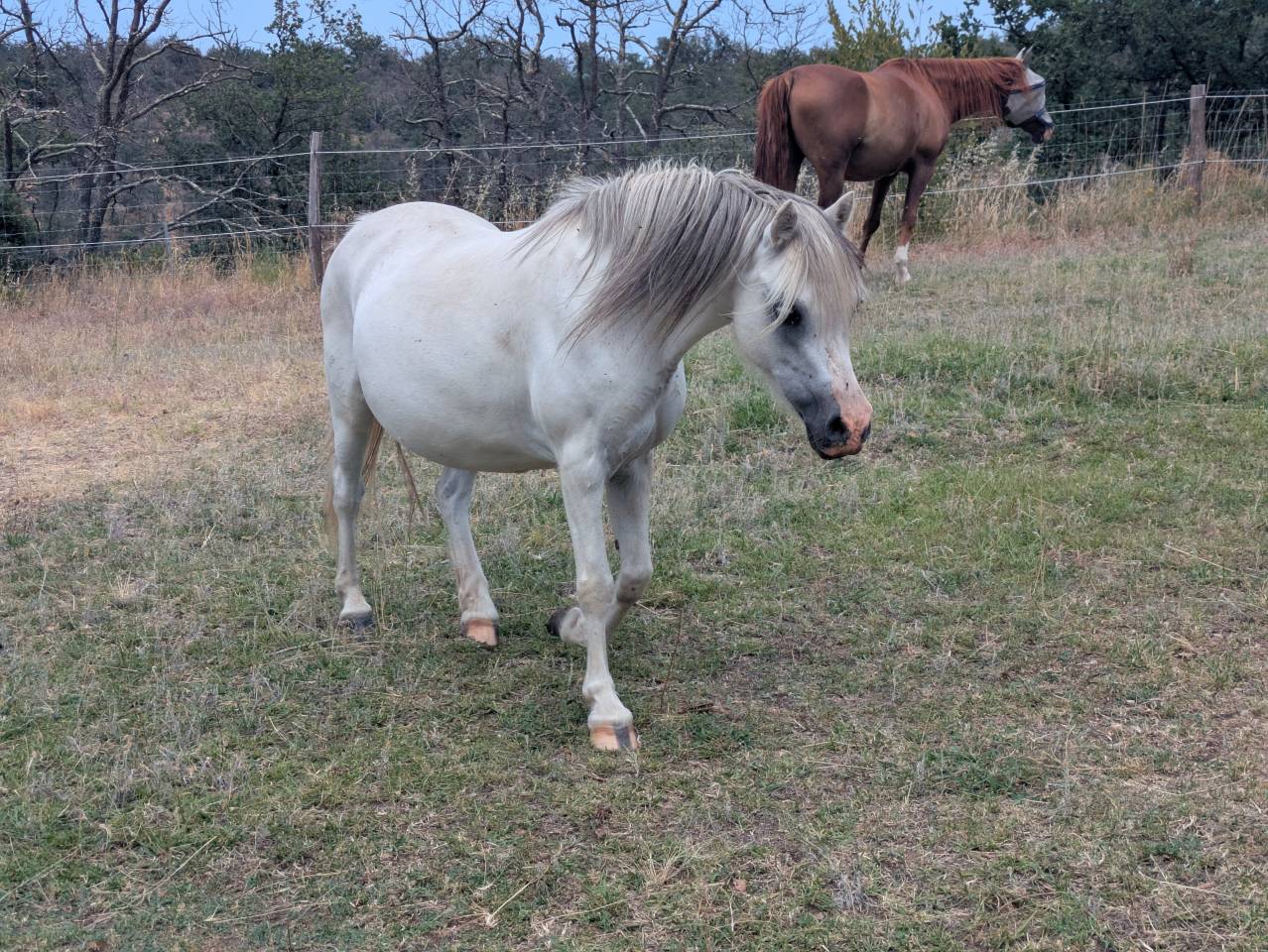 M&acirc;le, femelle et poulini&egrave;re welsh mountain pony