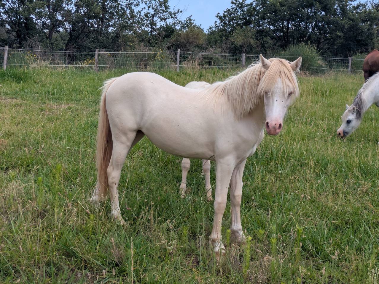 M&acirc;le, femelle et poulini&egrave;re welsh mountain pony