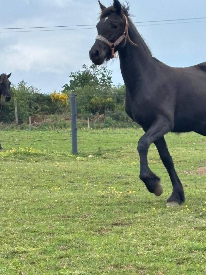 Pouliche crois&eacute; frison
