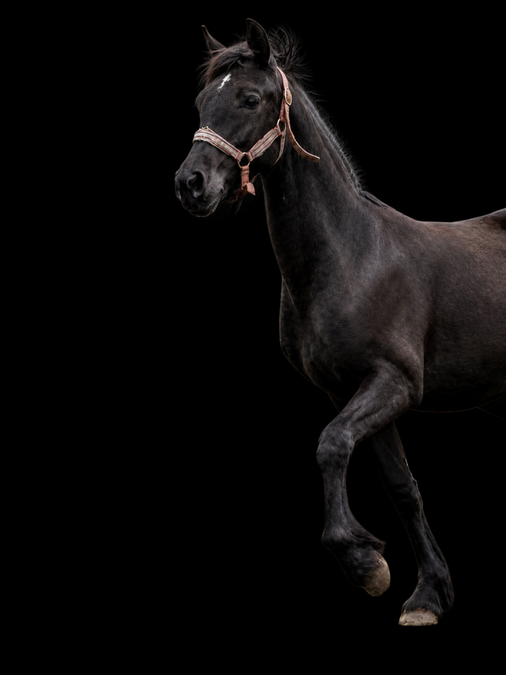 Pouliche crois&eacute; frison