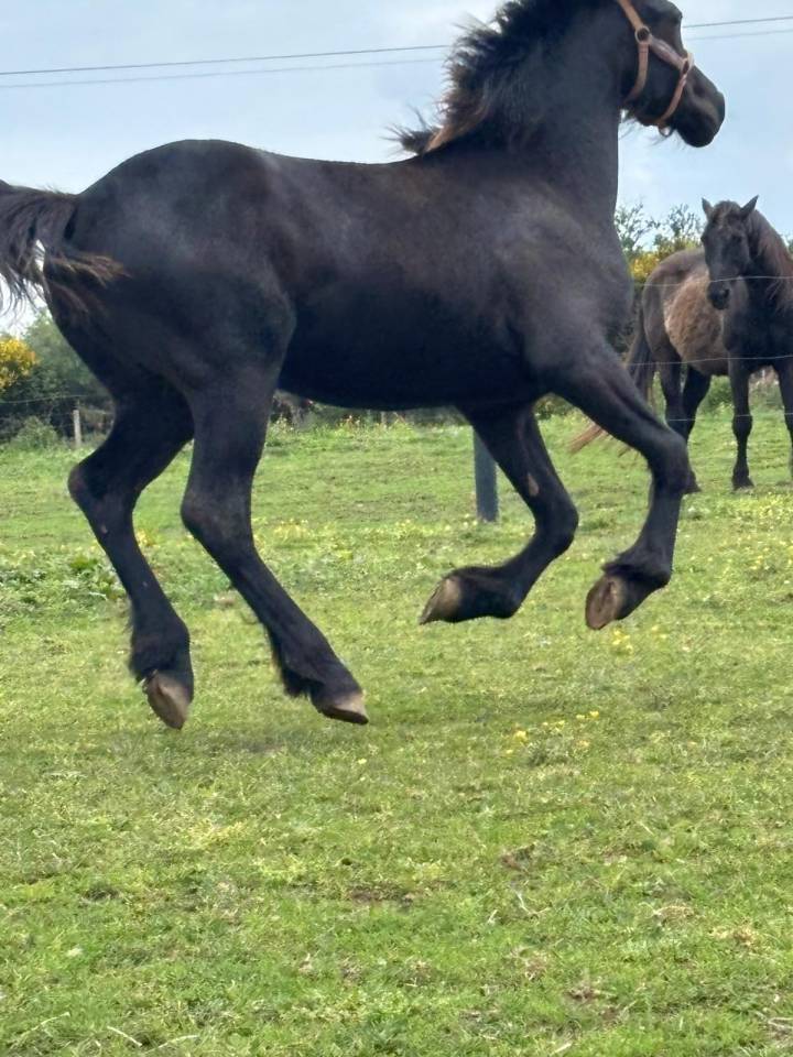Pouliche crois&eacute; frison