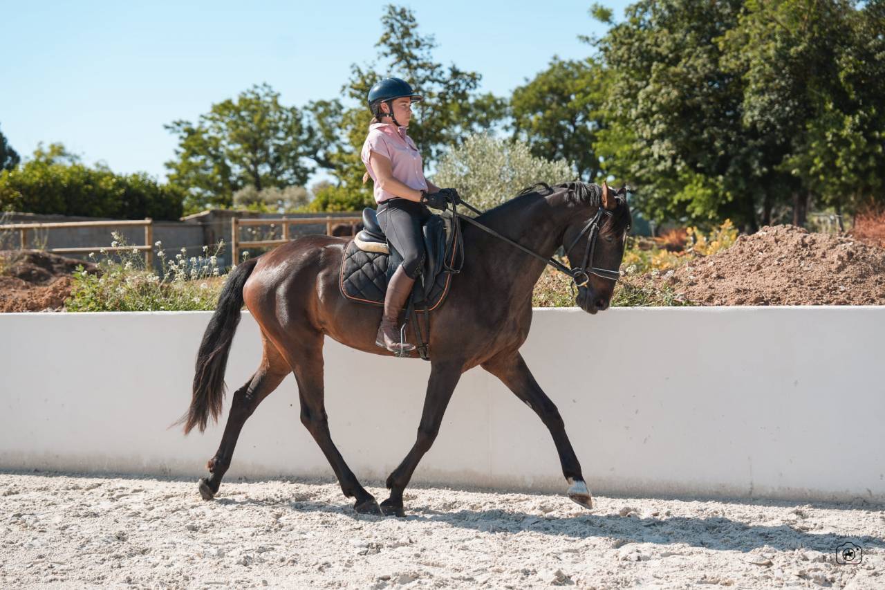 Jument - KWPN -6 ans-Dressage - Amateur / Sport -France