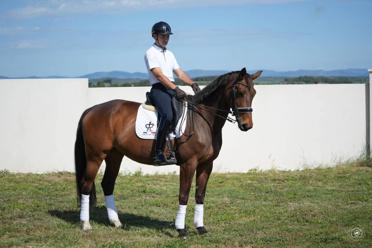 Jument - Hanovrienne - 10 ans - Dressage  - France