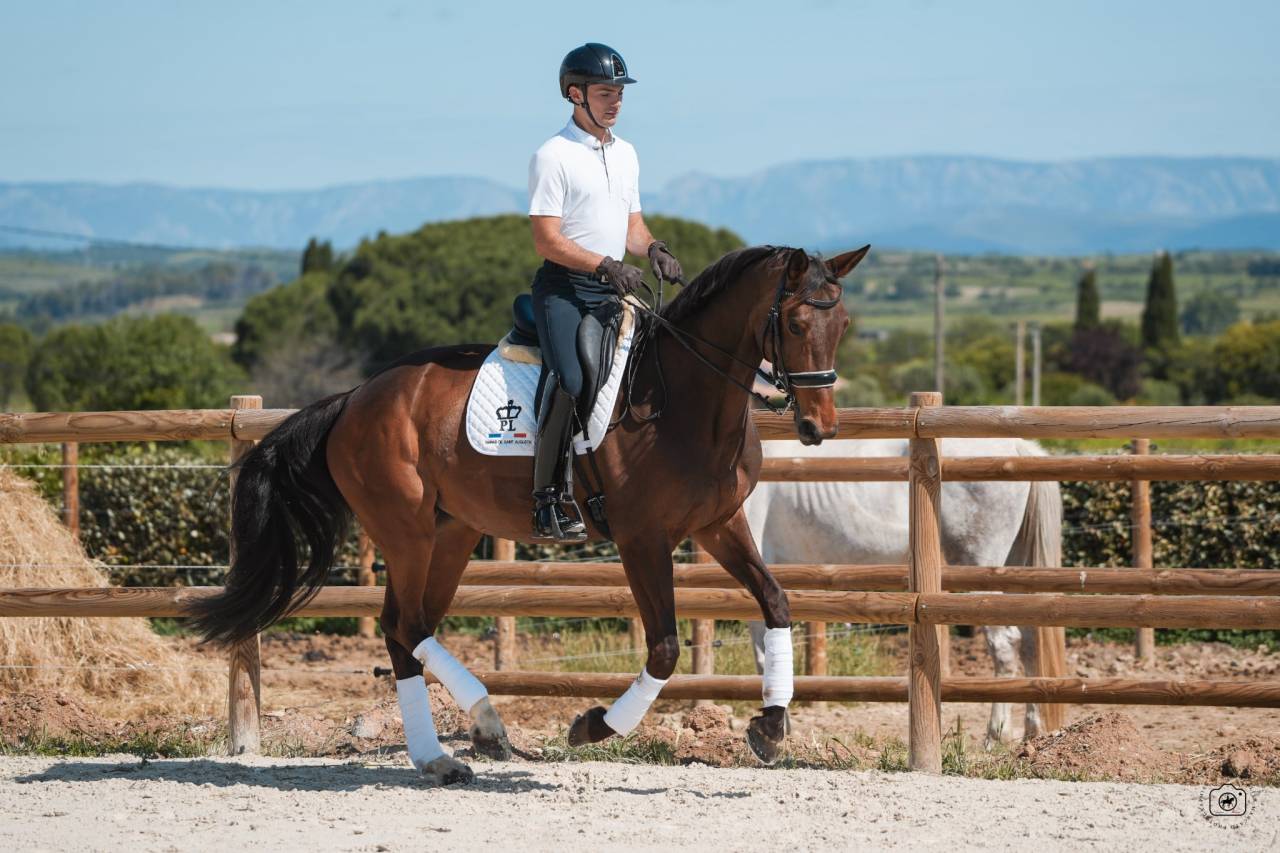 Jument - Hanovrienne - 10 ans - Dressage  - France