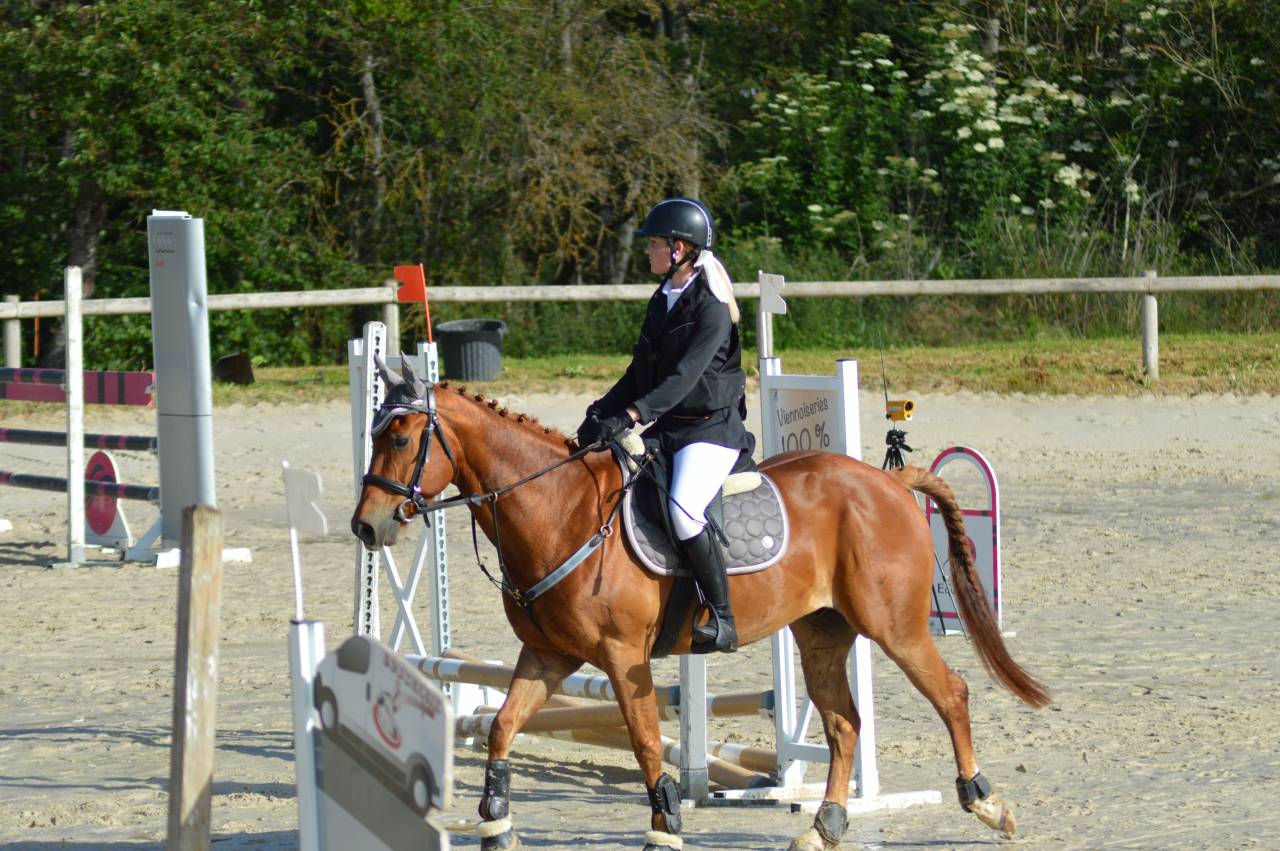 Hongre 10 ans Quater Horse PP